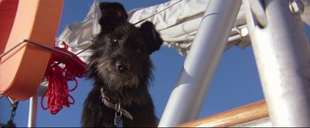 Movie still from “Dead Calm” (1989), directed by Phillip Noyce – A black dog is sitting on the deck of a boat; Close Up shot, Low angle