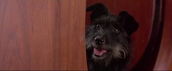 Movie still from “Dead Calm” (1989), directed by Phillip Noyce – A black dog is looking over a wooden wall; Close Up shot, High angle