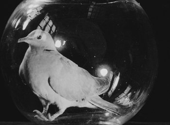 Movie still from “Diary of a Pregnant Woman” (1958), directed by Agnès Varda – A bird sitting inside of a fish bowl on top of a table; Extreme Close Up shot, Overhead angle
