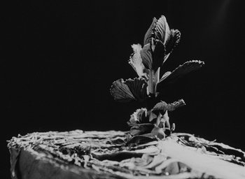 Movie still from “Diary of a Pregnant Woman” (1958), directed by Agnès Varda – A black - and - white photo of a plant growing on the ground; Extreme Close Up shot, Low angle