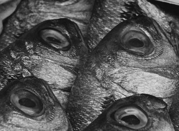 Movie still from “Diary of a Pregnant Woman” (1958), directed by Agnès Varda – A black and white photo of a fish eyes; Extreme Close Up shot, Overhead angle
