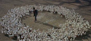 Movie still from “Doctor Dolittle” (1967), directed by Richard Fleischer – A man is standing in the middle of a flock of birds; Extreme Wide shot, High angle