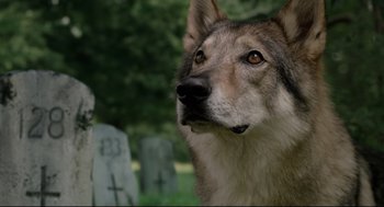 Movie still from “The New Mutants” (2020), directed by Josh Boone – A dog's face in front of a cemetery; Close Up shot, Low angle