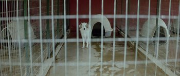 Movie still from “Dogtooth” (2009), directed by Yorgos Lanthimos – A white dog standing inside of a cage; Wide shot, High angle