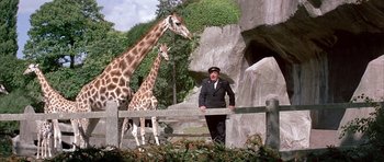 Movie still from “La Grande Vadrouille” (1966), directed by Gérard Oury – Two giraffes are standing next to a man in a suit; Wide shot, Low angle