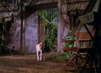 Movie still from “Dr. Cyclops” (1940), directed by Ernest B. Schoedsack – A dog standing in the middle of an outdoor setting; Wide shot, High angle
