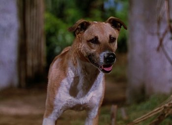 Movie still from “Dr. Cyclops” (1940), directed by Ernest B. Schoedsack – A brown and white dog standing on top of a grass covered field; Close Up shot, High angle