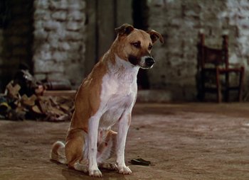 Movie still from “Dr. Cyclops” (1940), directed by Ernest B. Schoedsack – A brown and white dog sitting on top of a cement floor; Close Up shot, High angle