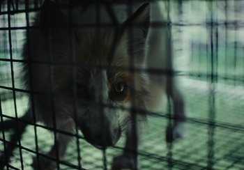 Movie still from “EO” (2022), directed by Jerzy Skolimowski – A dog behind a fence; Extreme Close Up shot, High angle