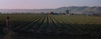 Movie still from “East of Eden” (1955), directed by Elia Kazan – A field with rows of lettuce in the middle of the day; Extreme Wide shot, High angle