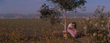 Movie still from “East of Eden” (1955), directed by Elia Kazan – A woman sitting on a bench under a tree in a field; Wide shot, High angle