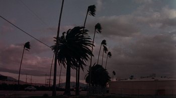 Movie still from “El Norte” (1983), directed by Gregory Nava – Palm trees blowing in the wind on a cloudy day; Extreme Wide shot, Low angle