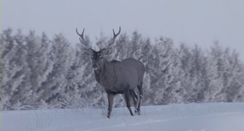 Movie still from “Essential Killing” (2010), directed by Jerzy Skolimowski – A large deer walking through the snow in front of trees; Wide shot, Low angle
