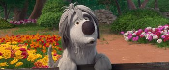 Movie still from “Ferdinand” (2017), directed by Carlos Saldanha – A dog with long white hair and a black and white face; Close Up shot, Over the shoulder angle