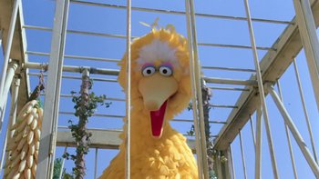 Movie still from “Follow That Bird” (1985), directed by Ken Kwapis – A big yellow bird is standing in a cage; Close Up shot, Low angle