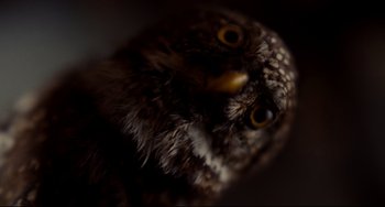 Movie still from “Foxcatcher” (2014), directed by Bennett Miller – The face of an owl; Extreme Close Up shot, Low angle