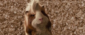 Movie still from “G-Force” (2009), directed by Hoyt Yeatman – A guinea pig's face on the ground; Close Up shot, Low angle