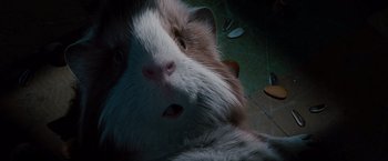 Movie still from “G-Force” (2009), directed by Hoyt Yeatman – A brown and white guinea pig laying on the ground; Extreme Close Up shot, High angle