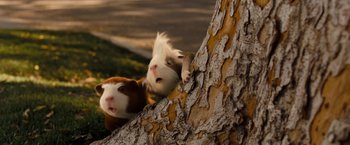 Movie still from “G-Force” (2009), directed by Hoyt Yeatman – A couple of animals that are on a tree; Close Up shot, Low angle