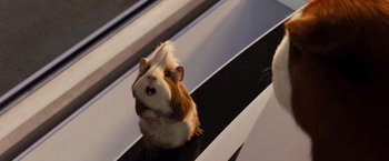 Movie still from “G-Force” (2009), directed by Hoyt Yeatman – A brown and white hamster sitting on top of a table; Close Up shot, Low angle