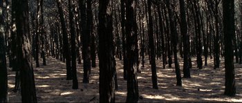 Movie still from “Gomorrah” (2008), directed by Matteo Garrone – A group of trees in the middle of a forest; Extreme Wide shot, High angle