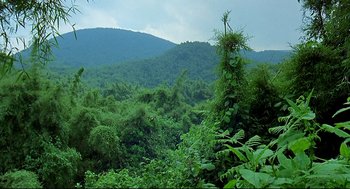 Movie still from “Gorillas in the Mist” (1988), directed by Michael Apted – A view of a lush green forest with a mountain in the background; Extreme Wide shot, High angle