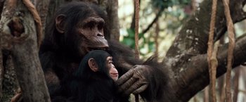 Movie still from “Greystoke: The Legend of Tarzan, Lord of the Apes” (1984), directed by Hugh Hudson – A chimpanzees mother and baby in the forest; Close Up shot, High angle