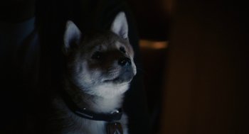 Movie still from “Hachi: A Dog's Tale” (2009), directed by Lasse Hallström – A dog's face in a dark room; Extreme Close Up shot, High angle