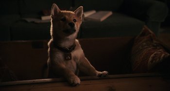 Movie still from “Hachi: A Dog's Tale” (2009), directed by Lasse Hallström – A dog sitting on top of a wooden table; Medium shot, High angle