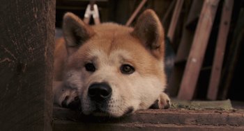 Movie still from “Hachi: A Dog's Tale” (2009), directed by Lasse Hallström – A dog laying on the ground; Extreme Close Up shot, High angle