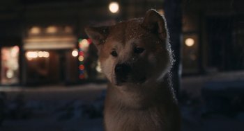 Movie still from “Hachi: A Dog's Tale” (2009), directed by Lasse Hallström – A dog's face with lights in the background; Extreme Close Up shot, Low angle